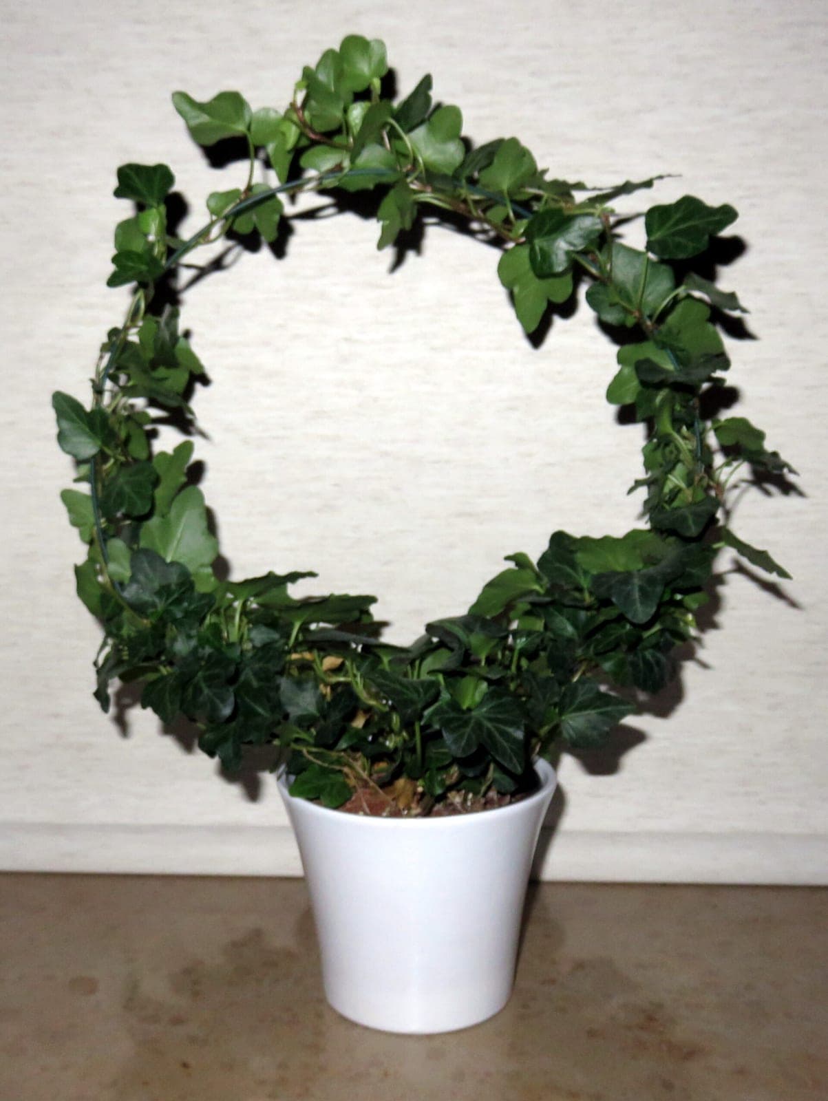 English Ivy