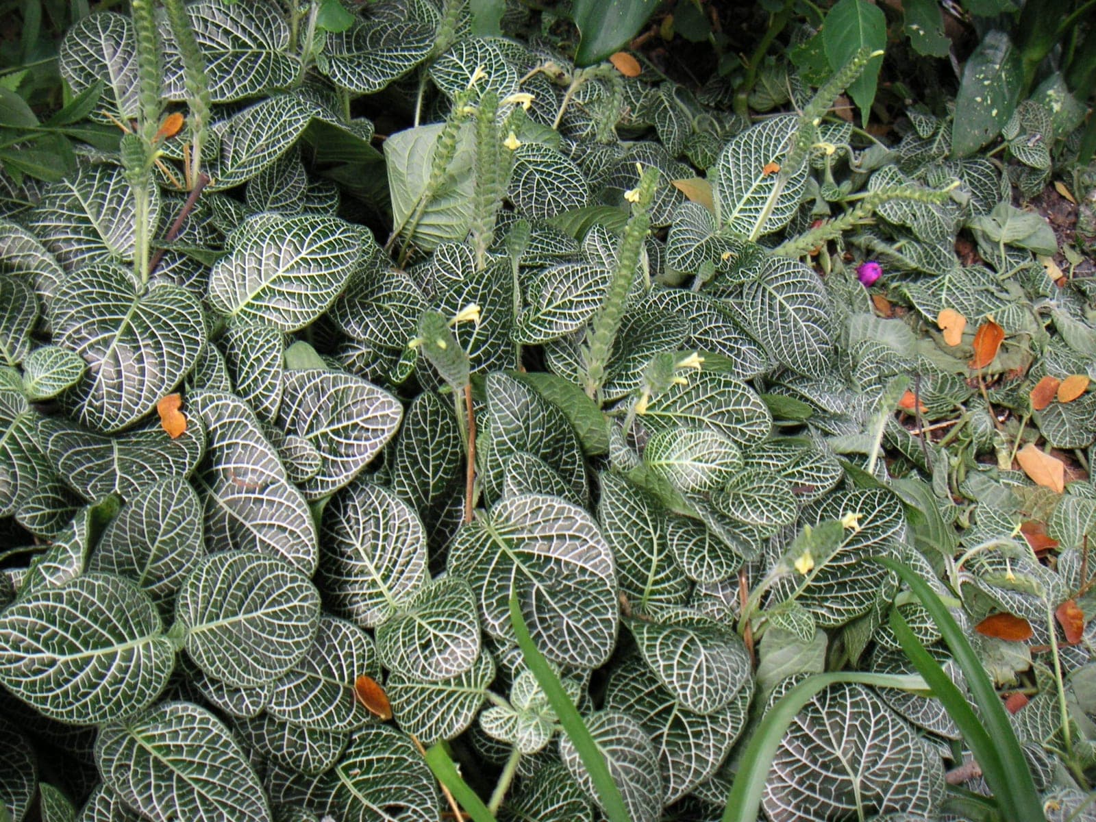 Fittonia (Nerve Plant)