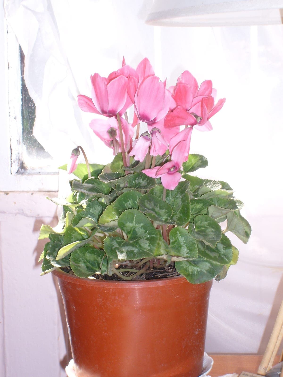 Florist's Cyclamen