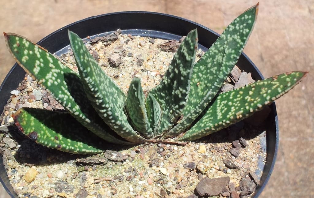 Gasteria