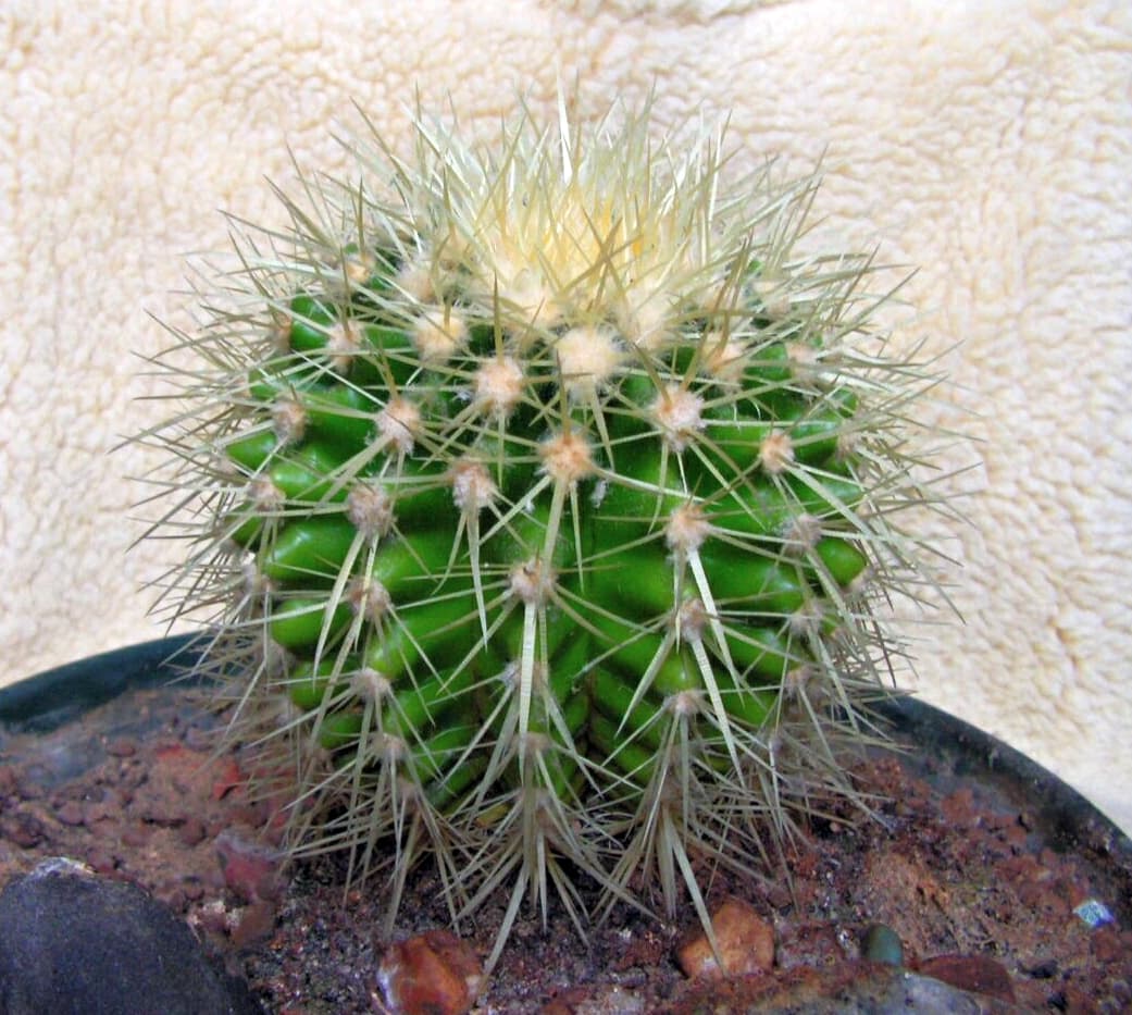 Golden Barrel Cactus