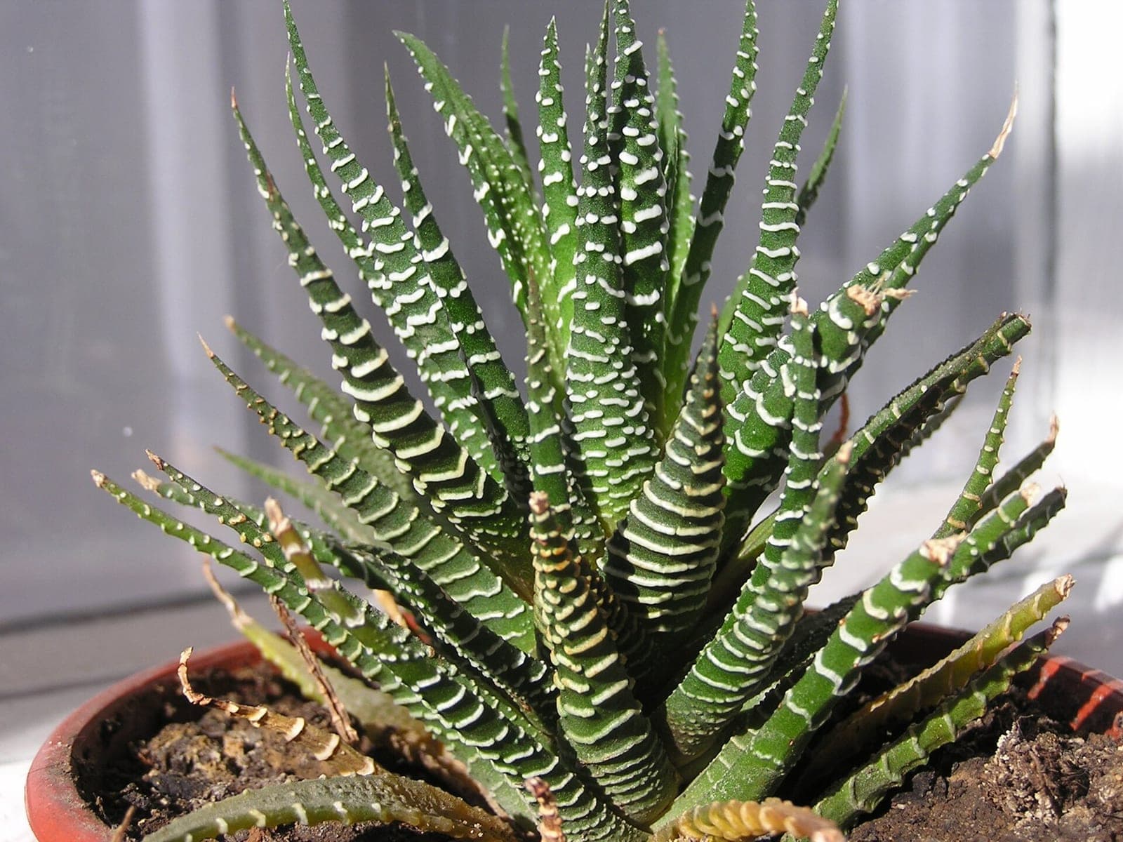 Haworthia