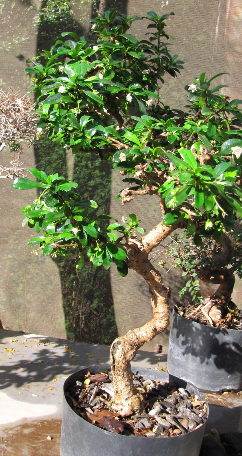 Fukien Tea Tree