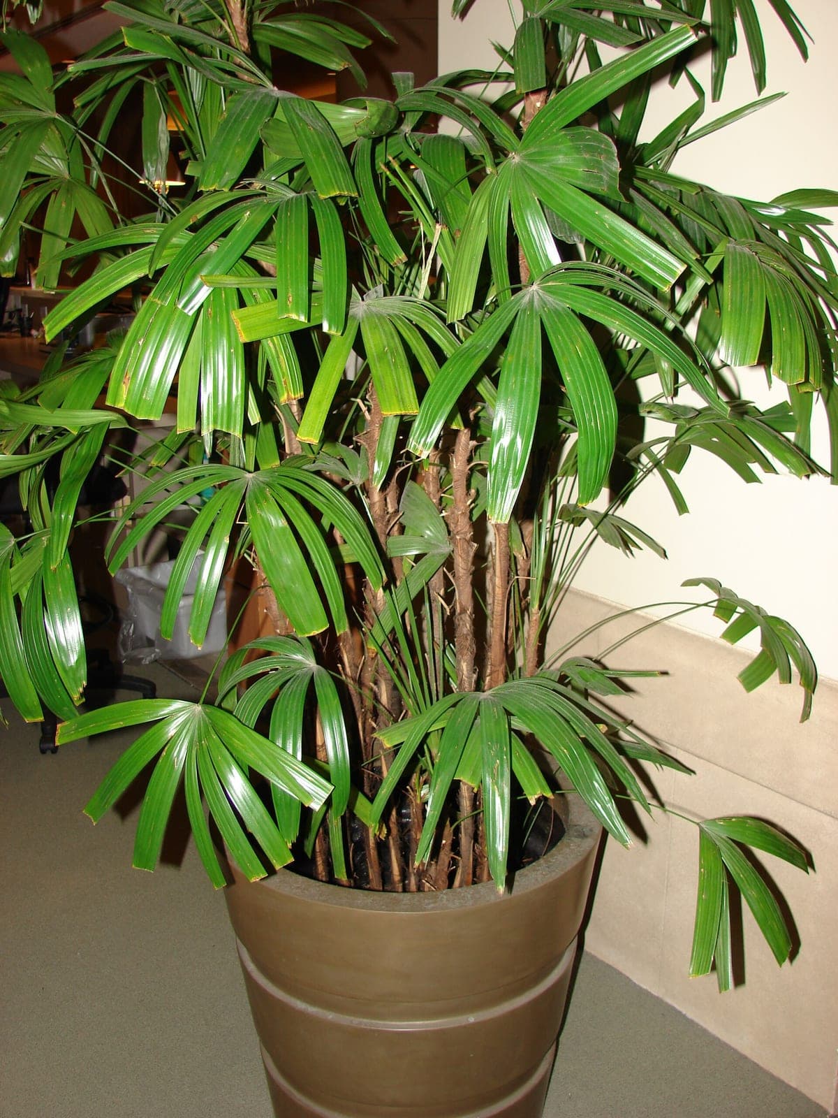 Lady Palm