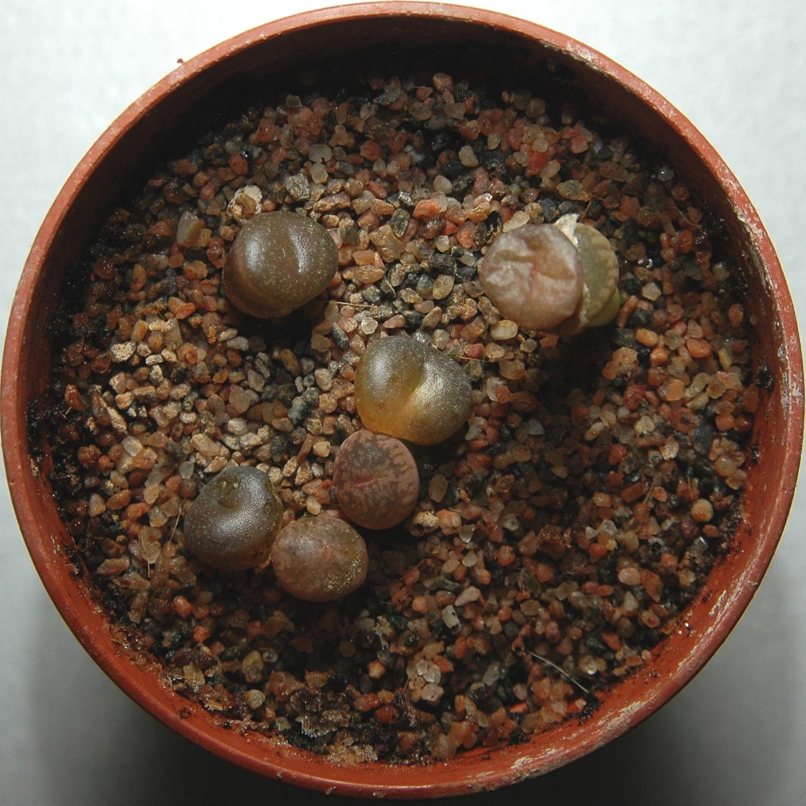 Lithops