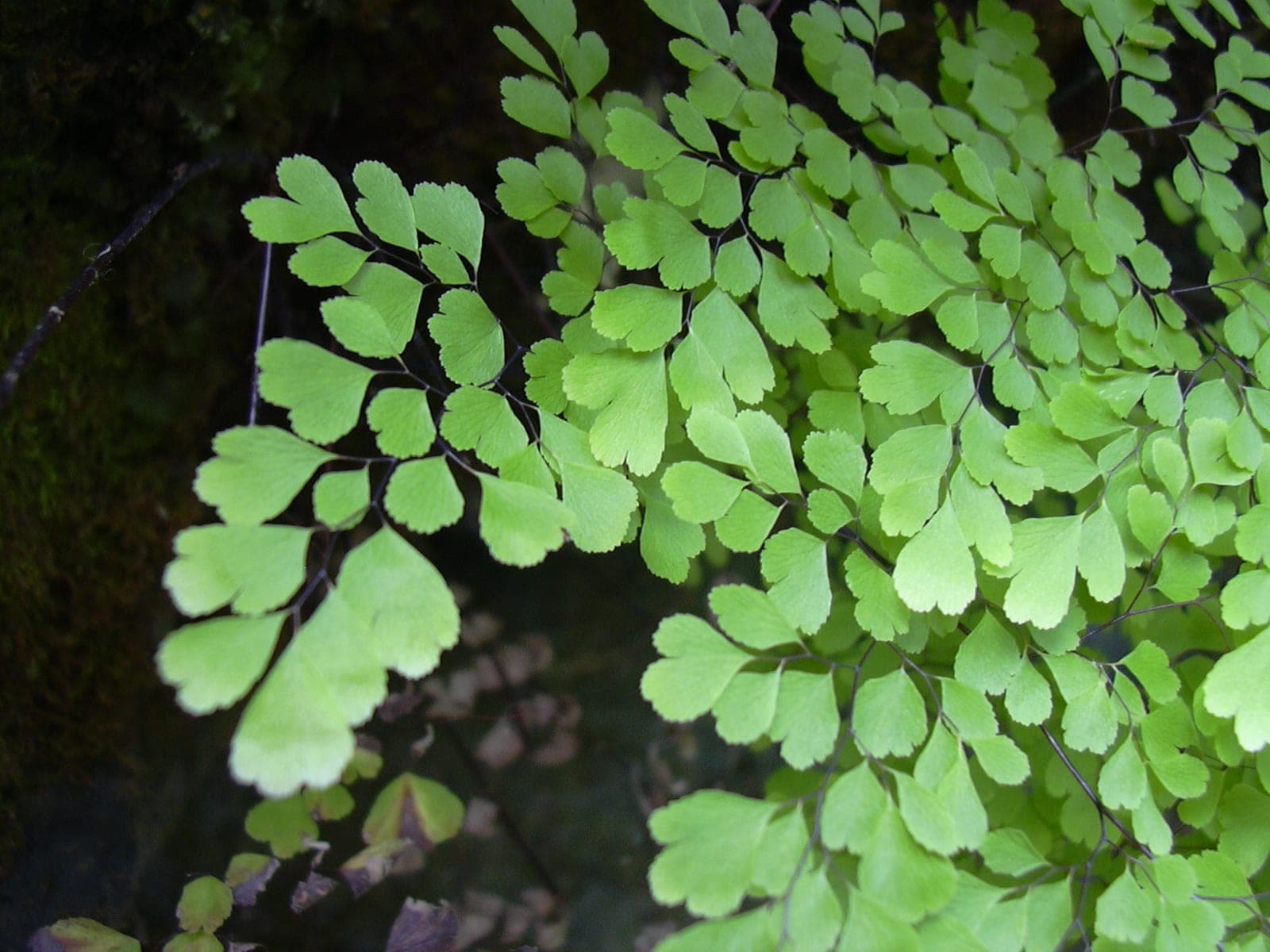 Maidenhair Fern
