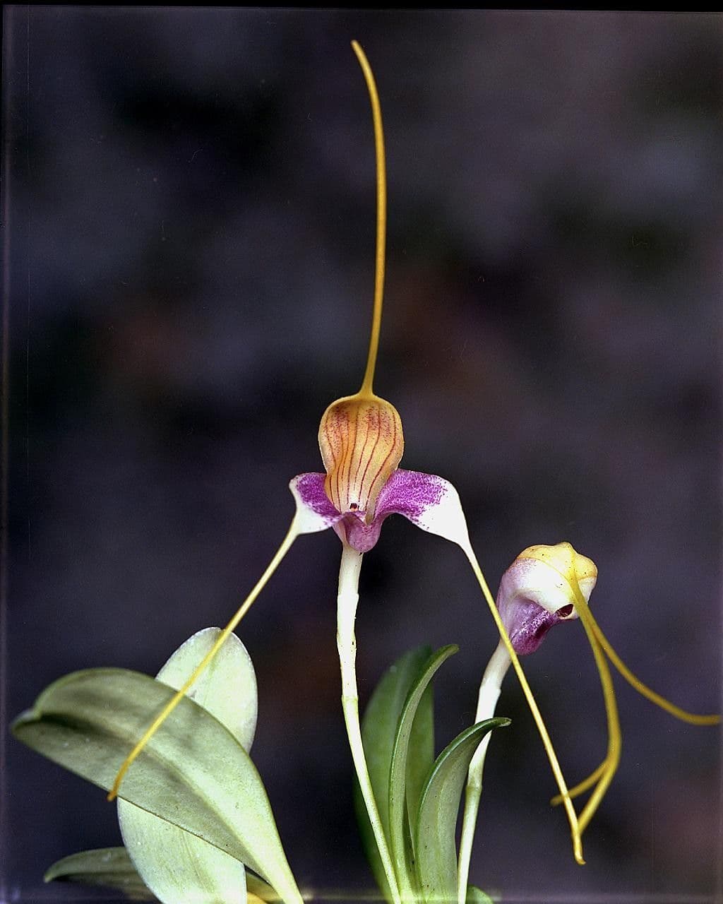 Masdevallia Orchid