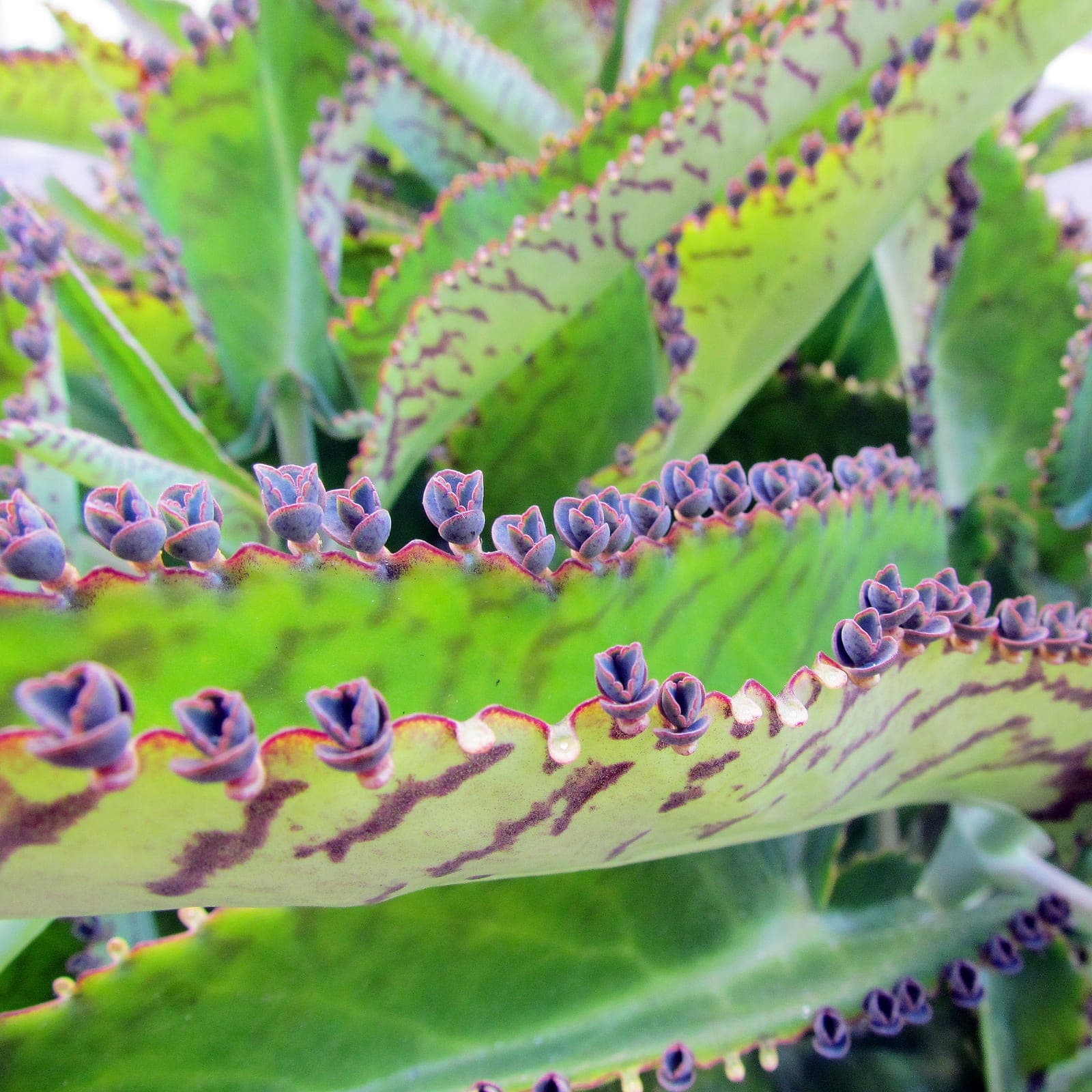 Mother of Millions