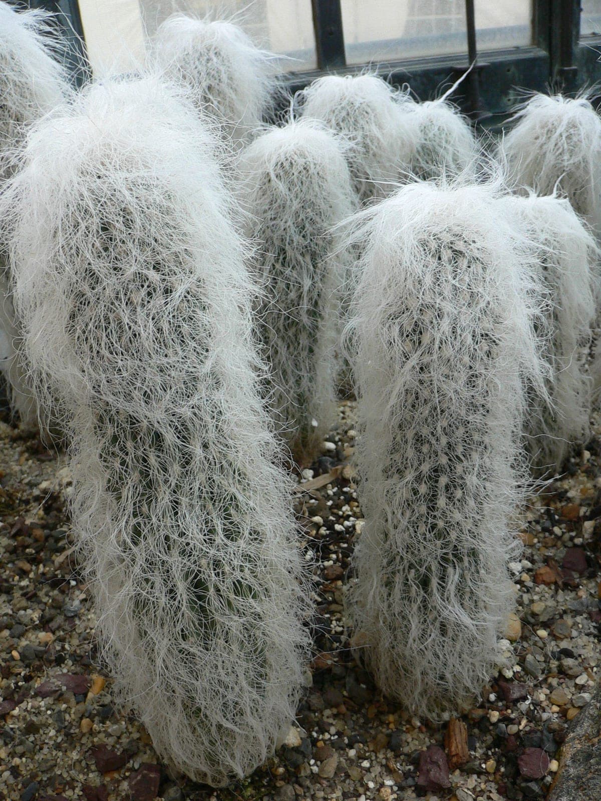 Old Man Cactus
