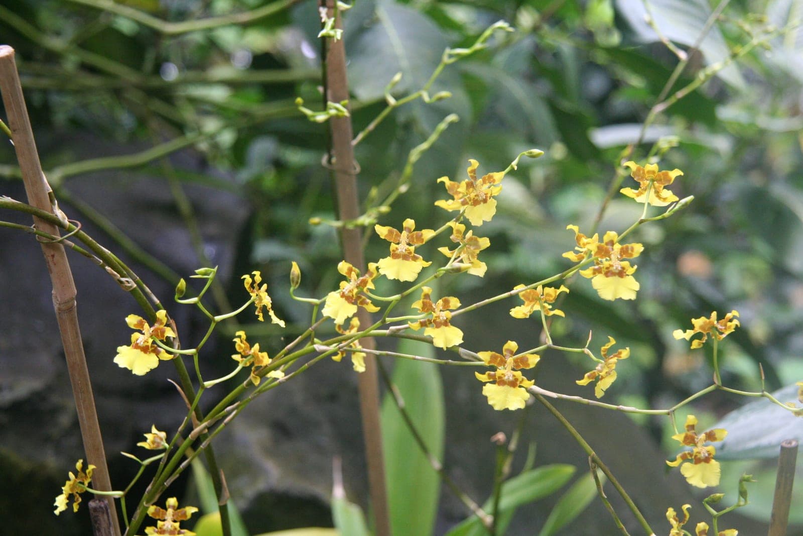 Dancing Lady Orchid