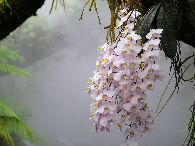 Growing Orchids Indoors