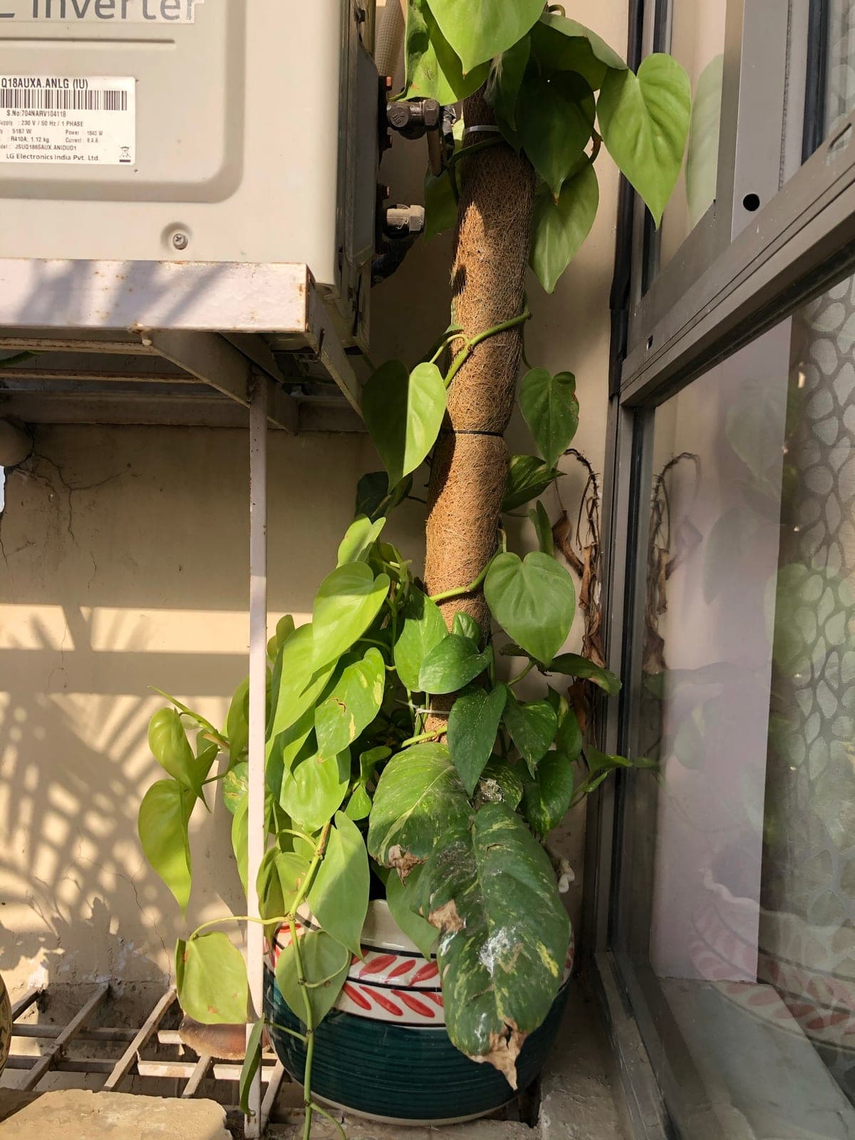 Philodendron 'Brasil'