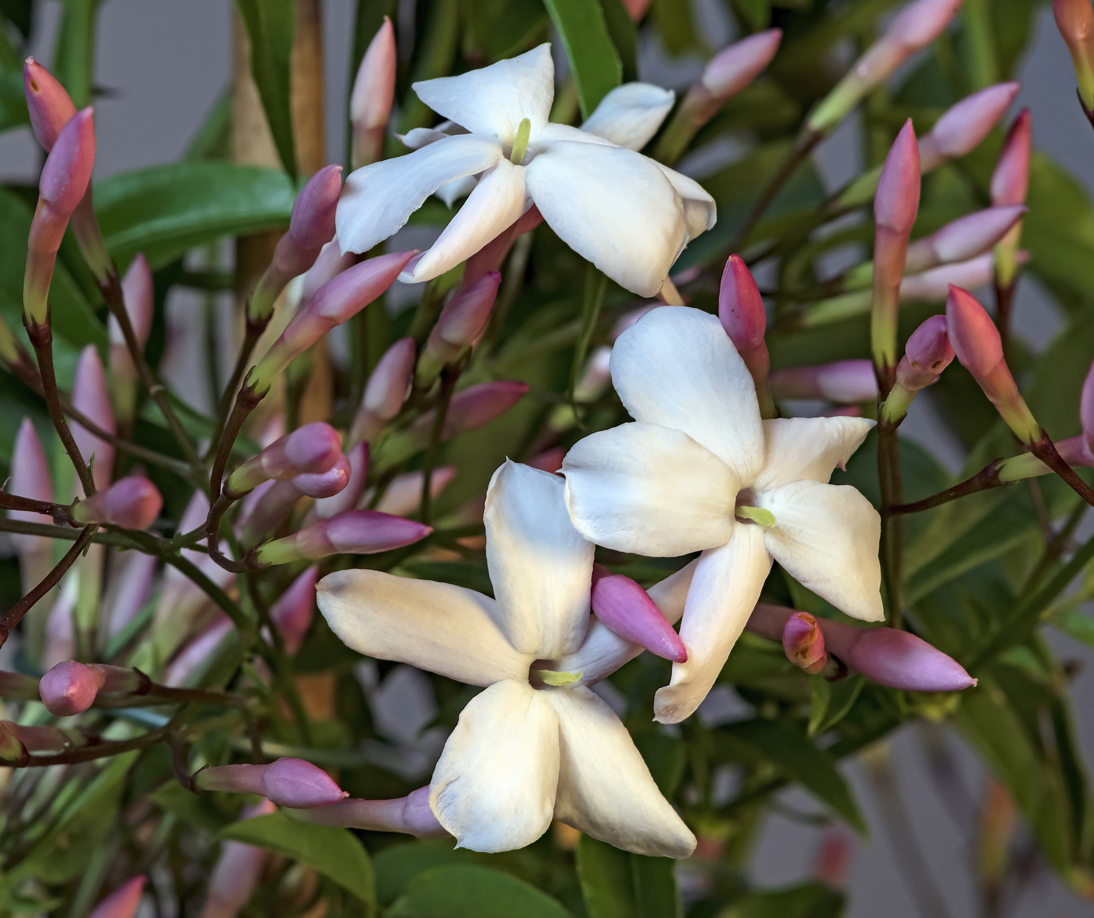 Pink Jasmine
