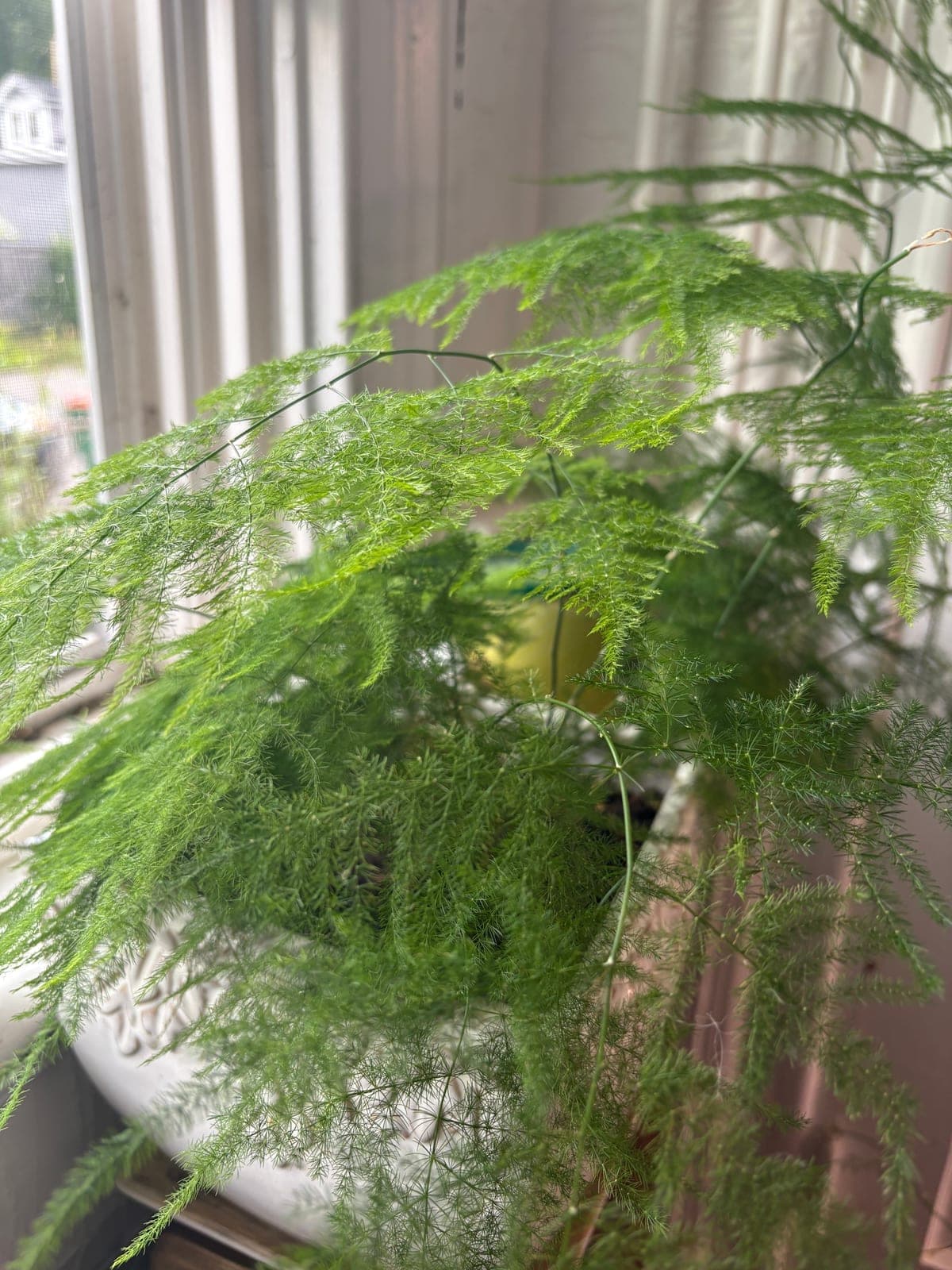 Plumosa Fern