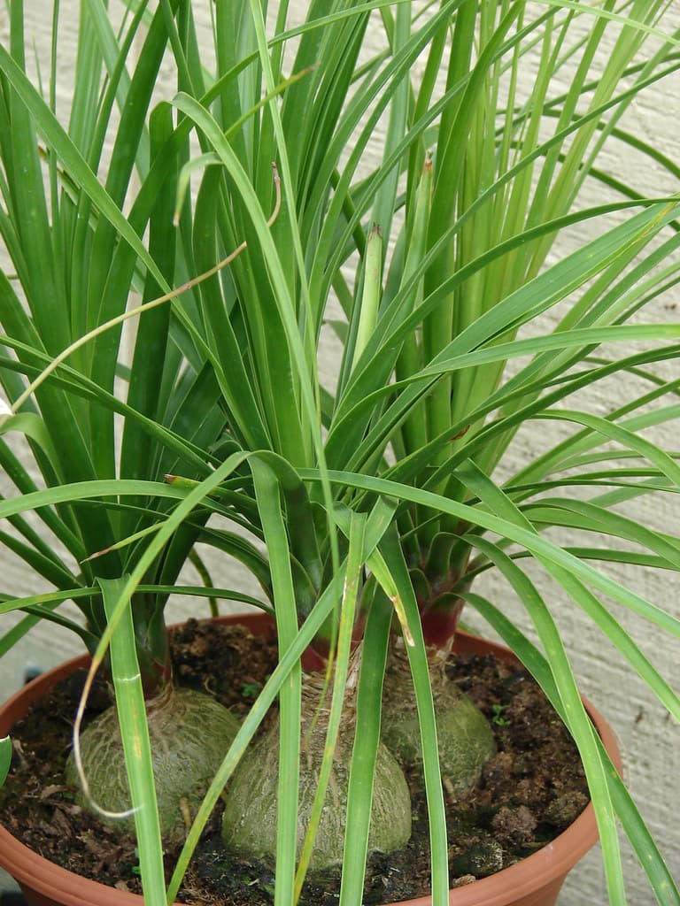 Ponytail Palm