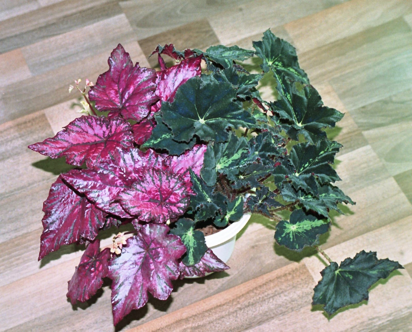 Rex Begonia