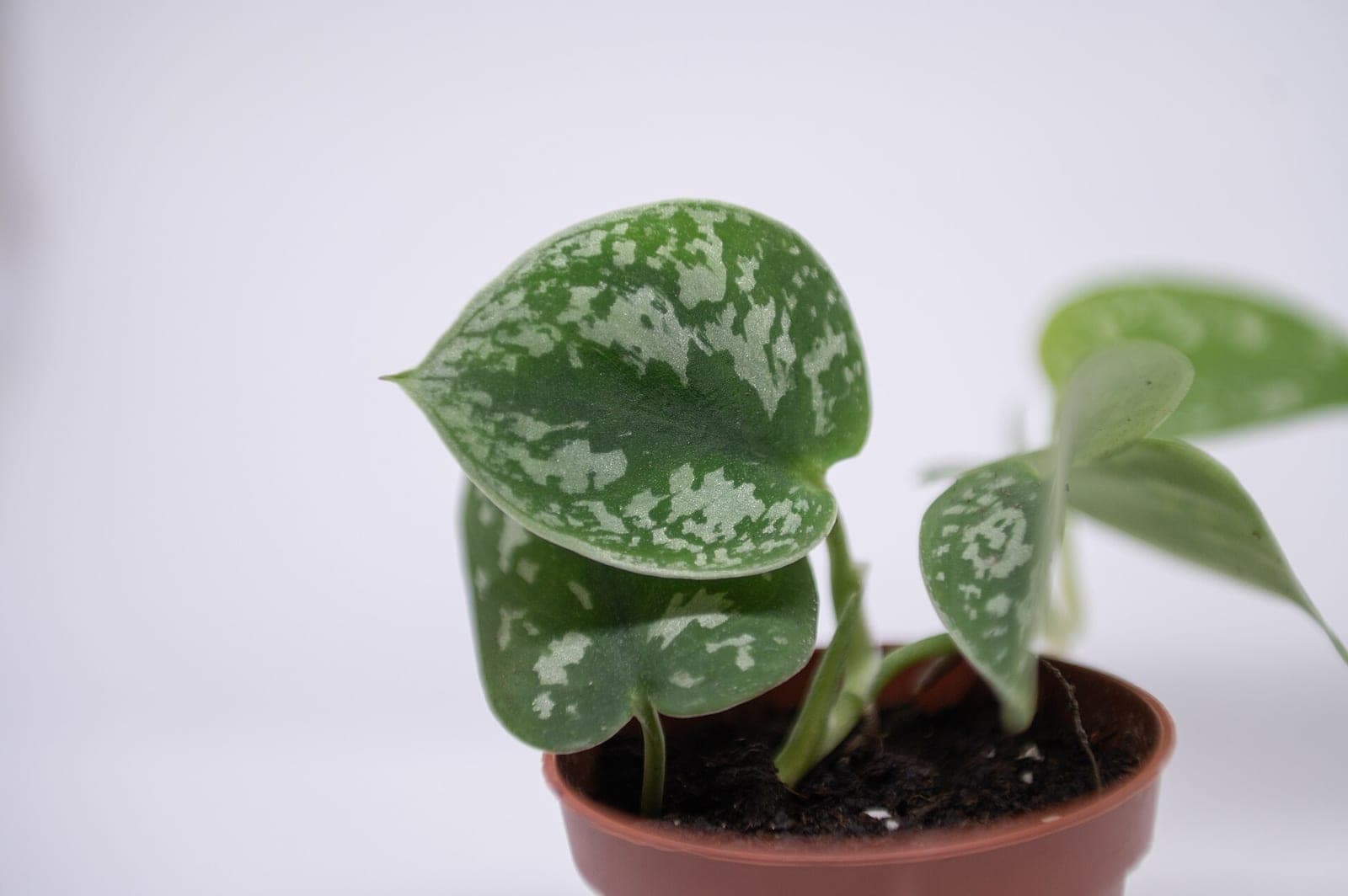 Satin Pothos