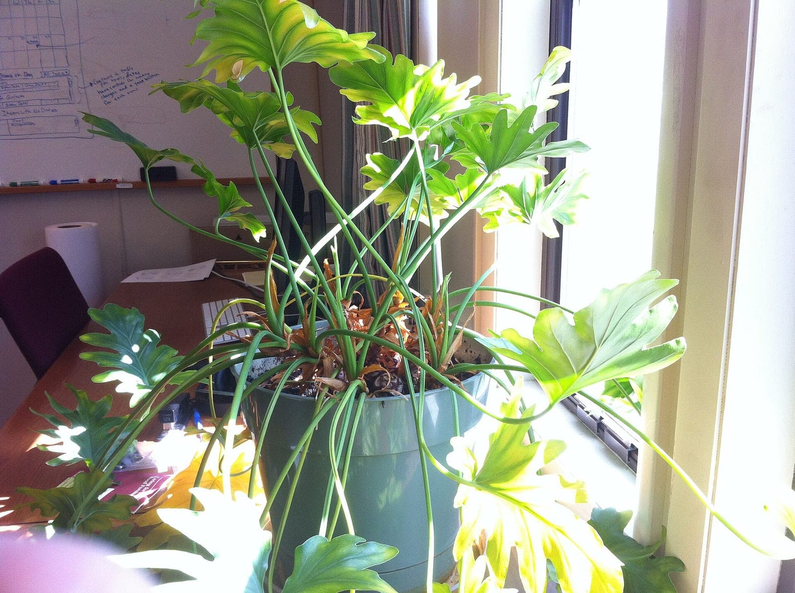 Split-Leaf Philodendron