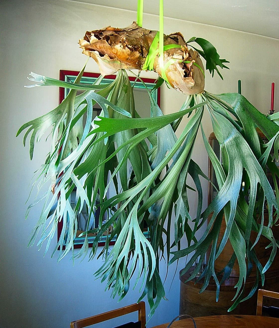 Staghorn Fern