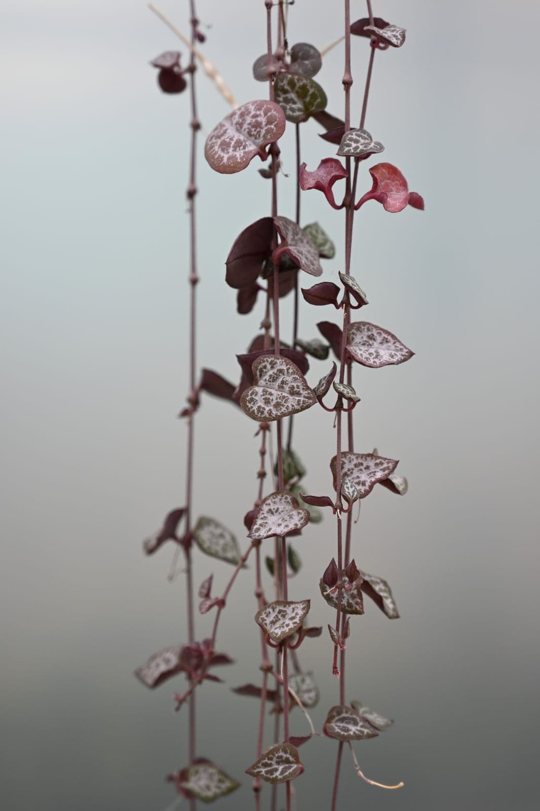String of Hearts