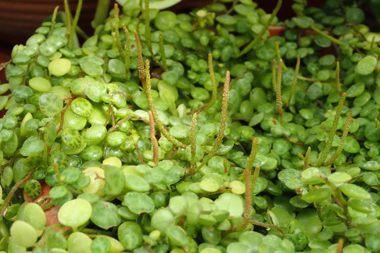 String of Turtles