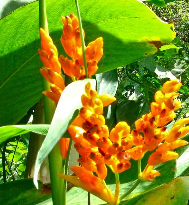 Stromanthe Triostar
