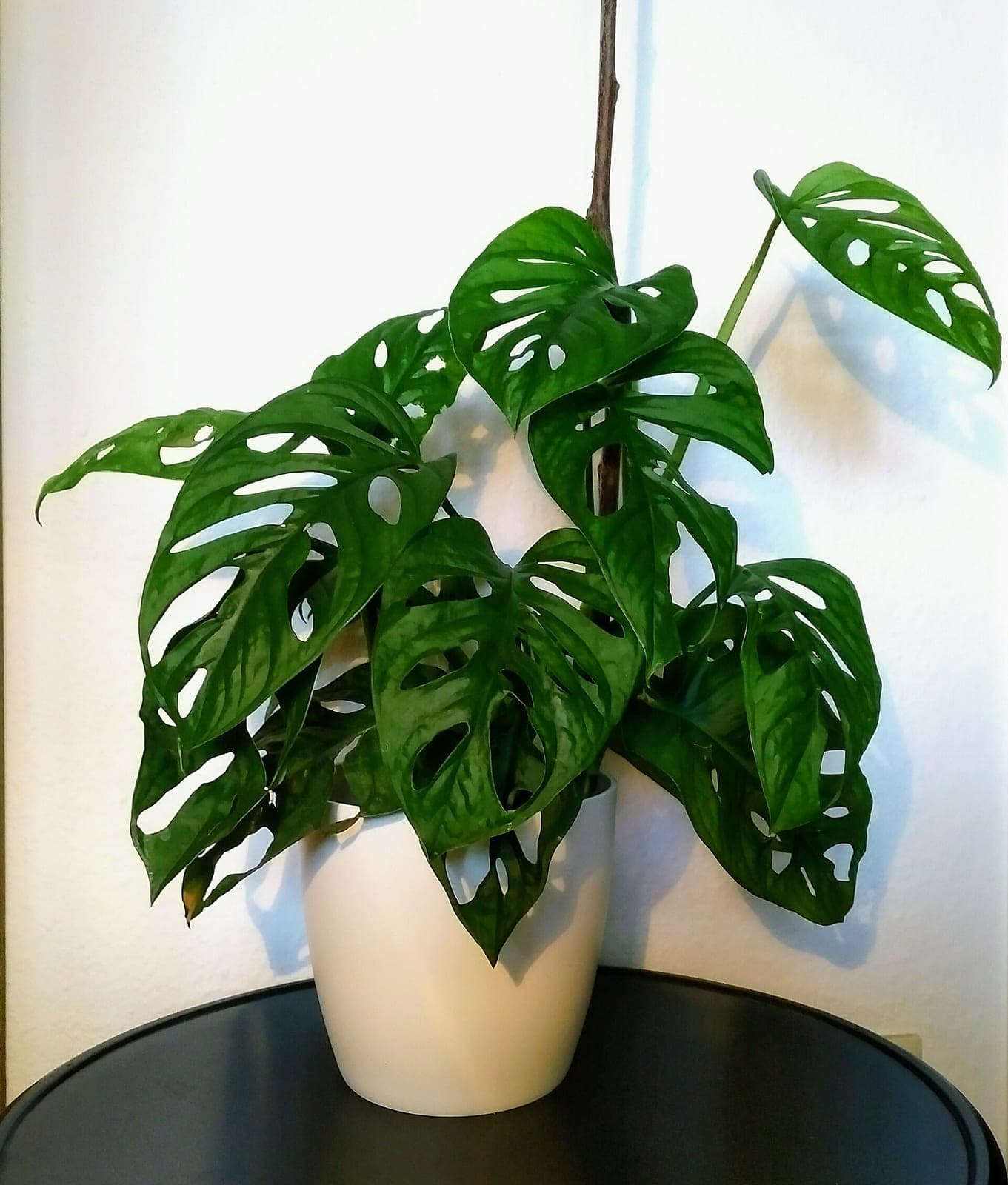 Swiss Cheese Vine