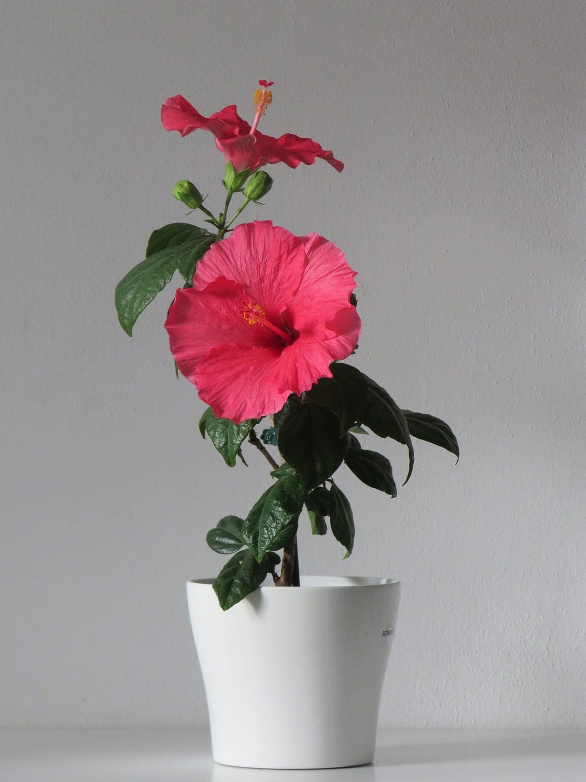 Tropical Hibiscus