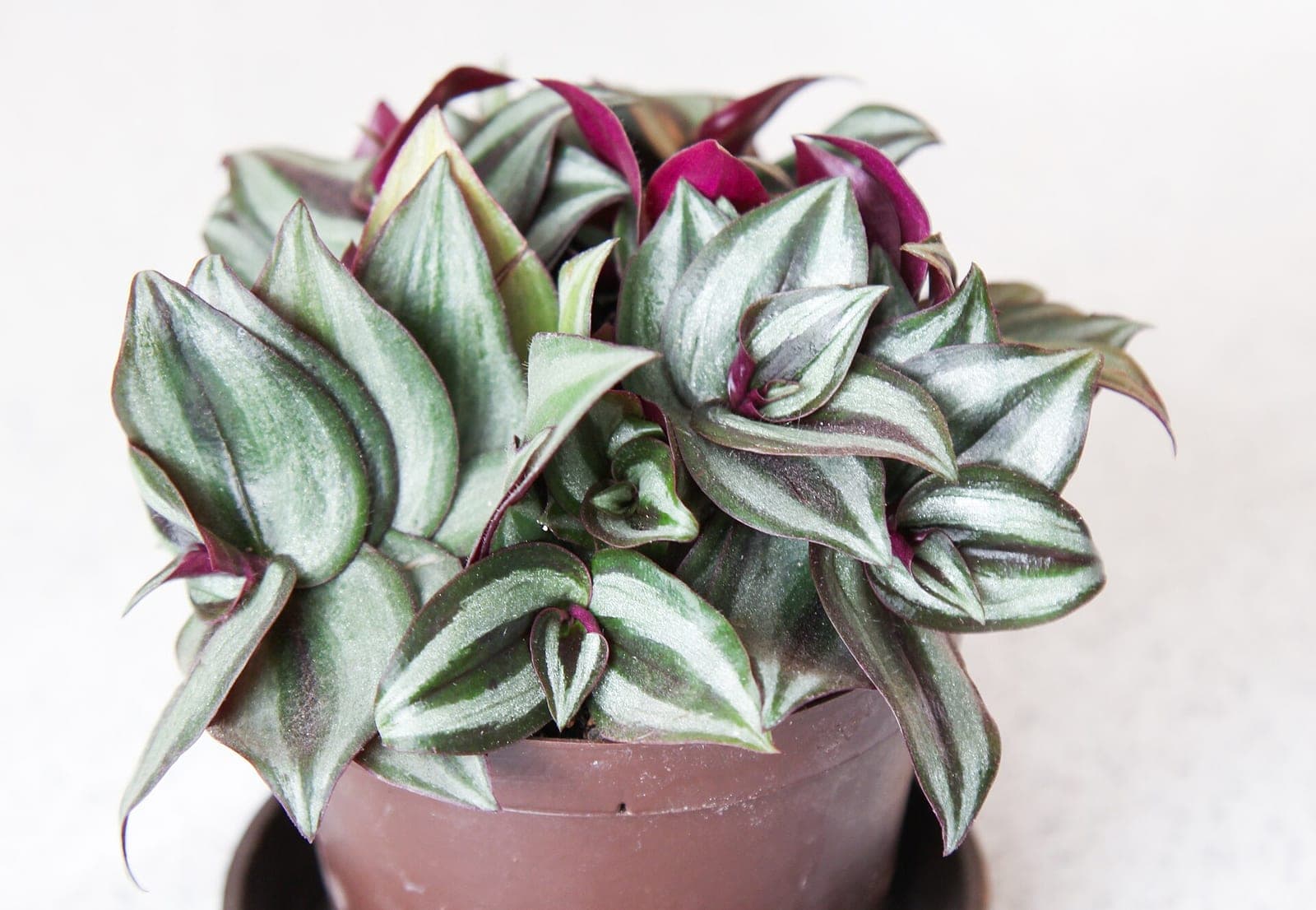 Wandering Jew