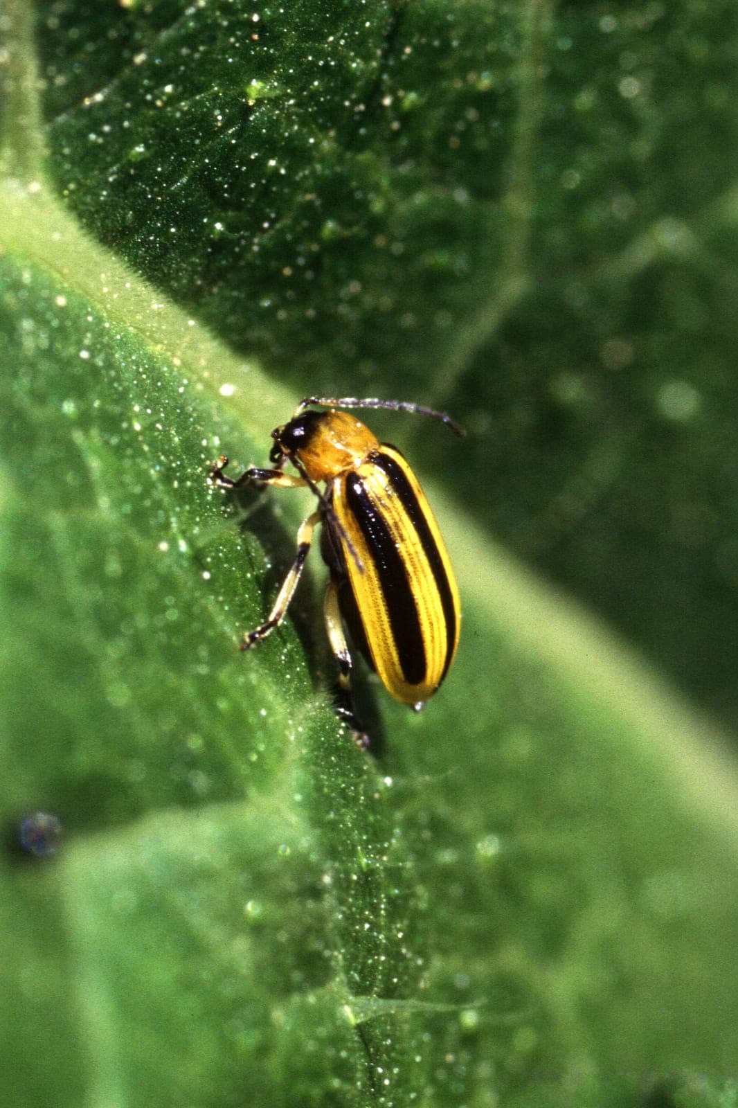 Cucumber Beetle