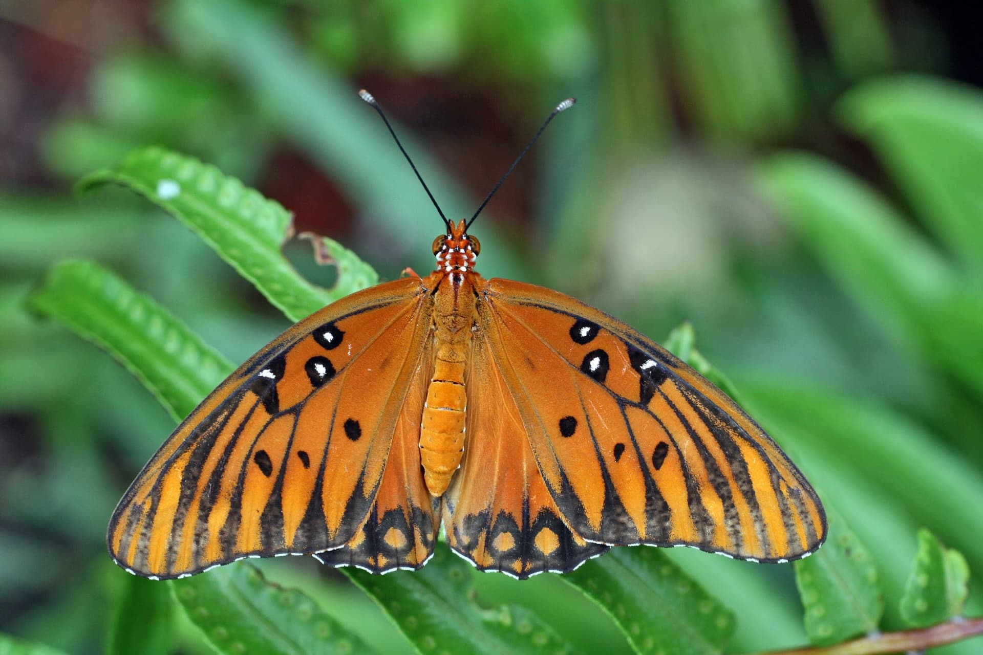 Gulf Fritillary