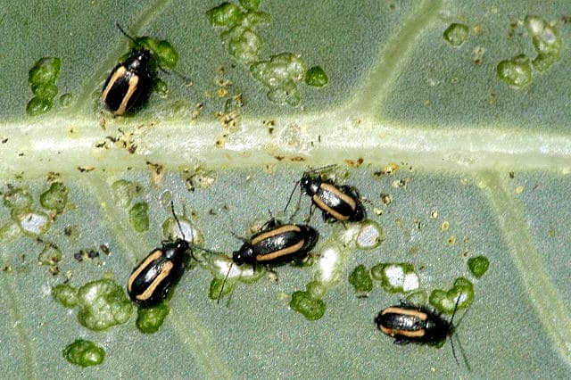 Flea Beetle