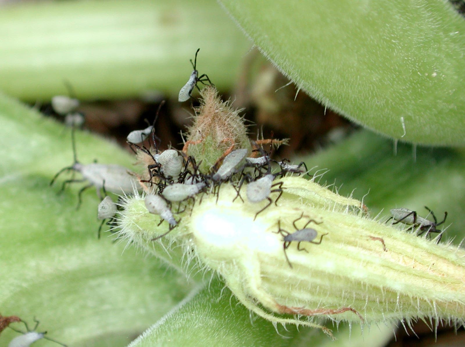 Squash Bug