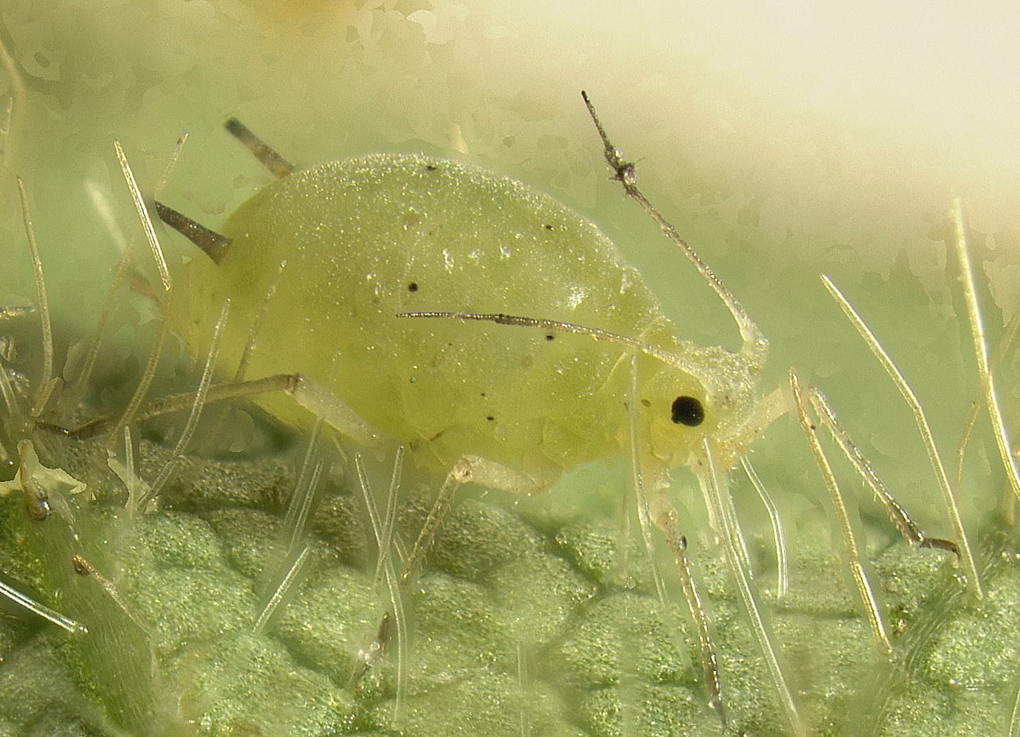 Aphids