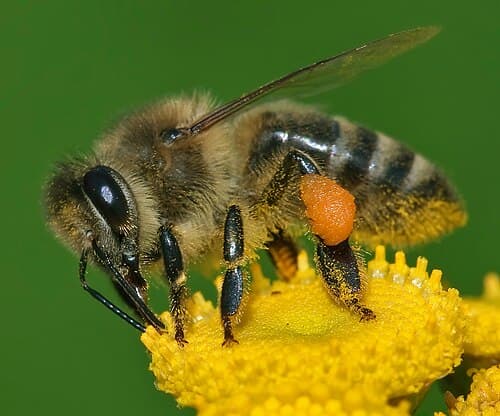 Honeybee