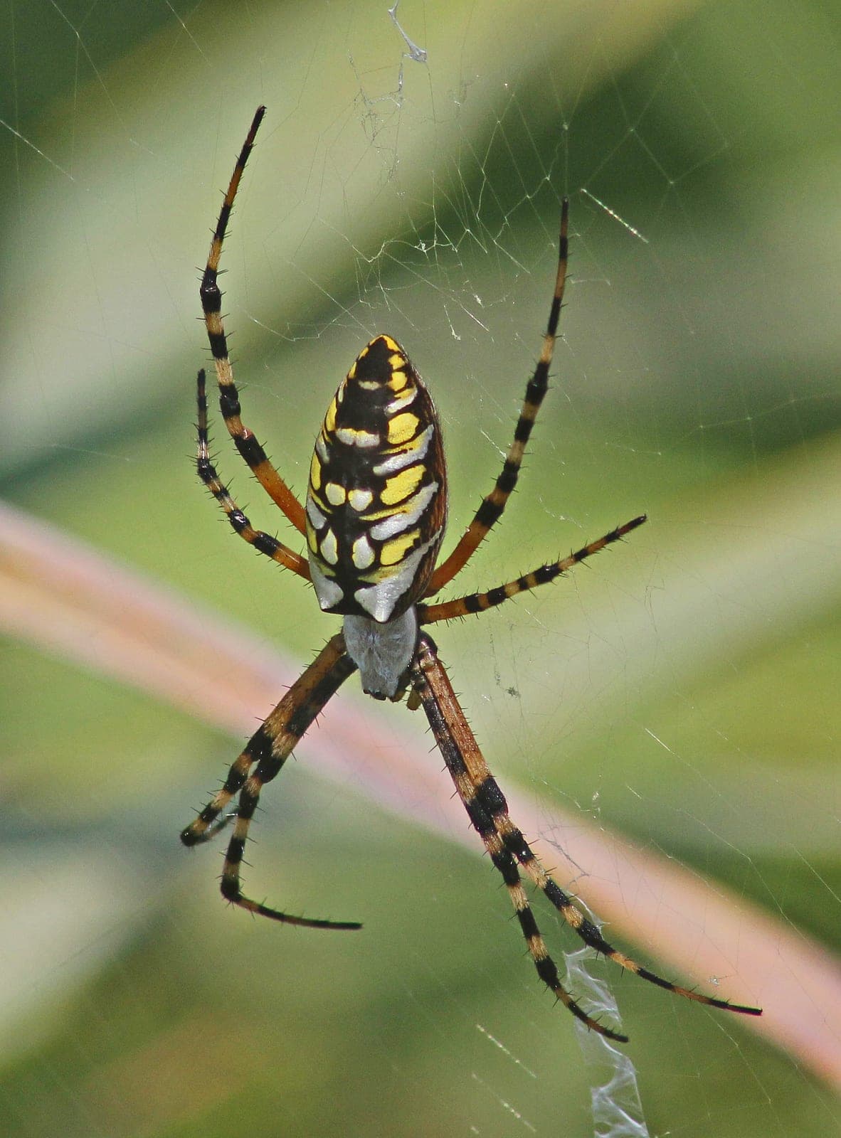 Yellow Garden Spider