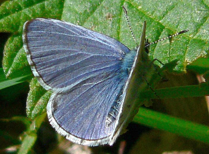 Spring Azure