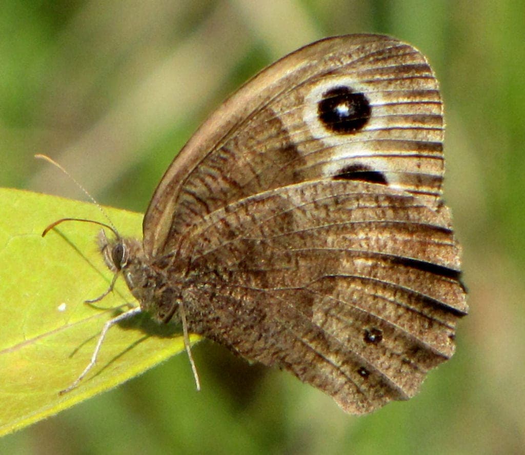 Common Wood Nymph