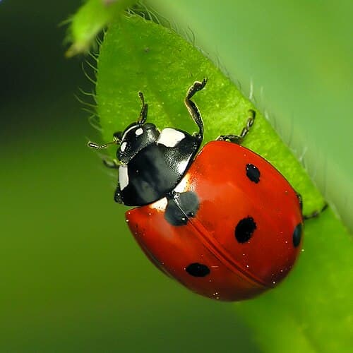 Seven-spot Ladybug