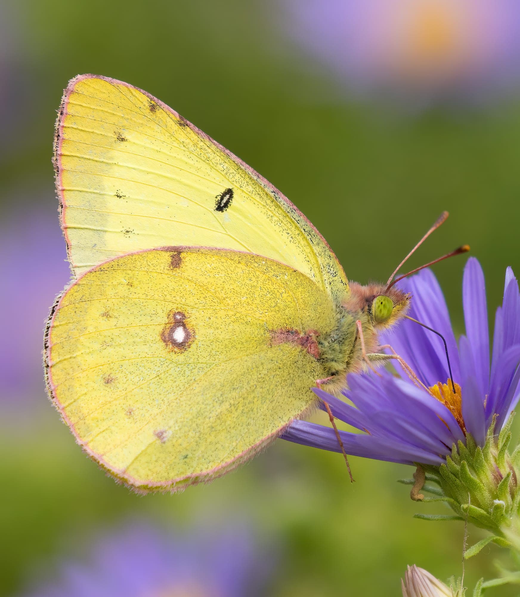 Clouded Sulphur