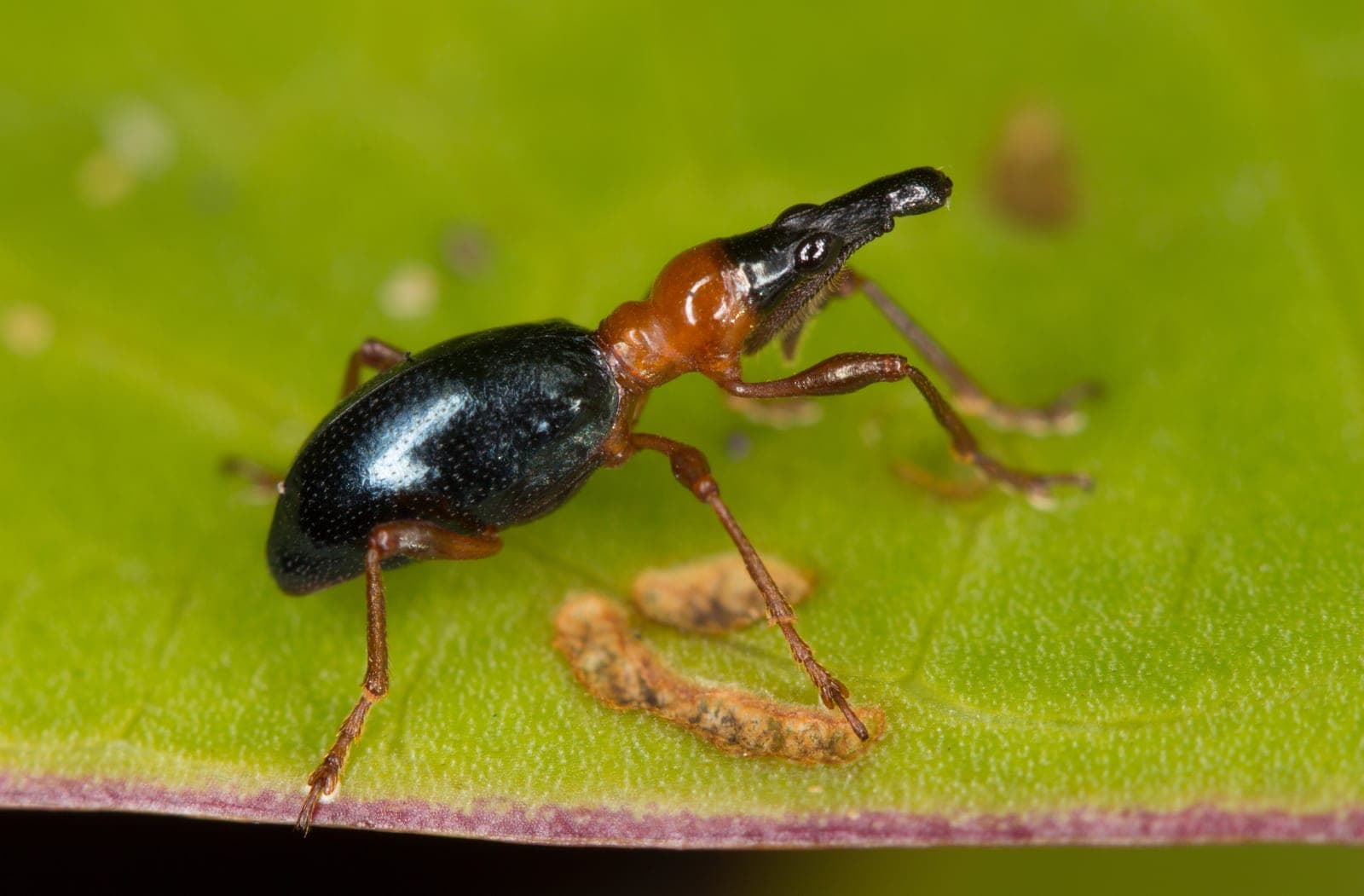 Sweet Potato Weevil