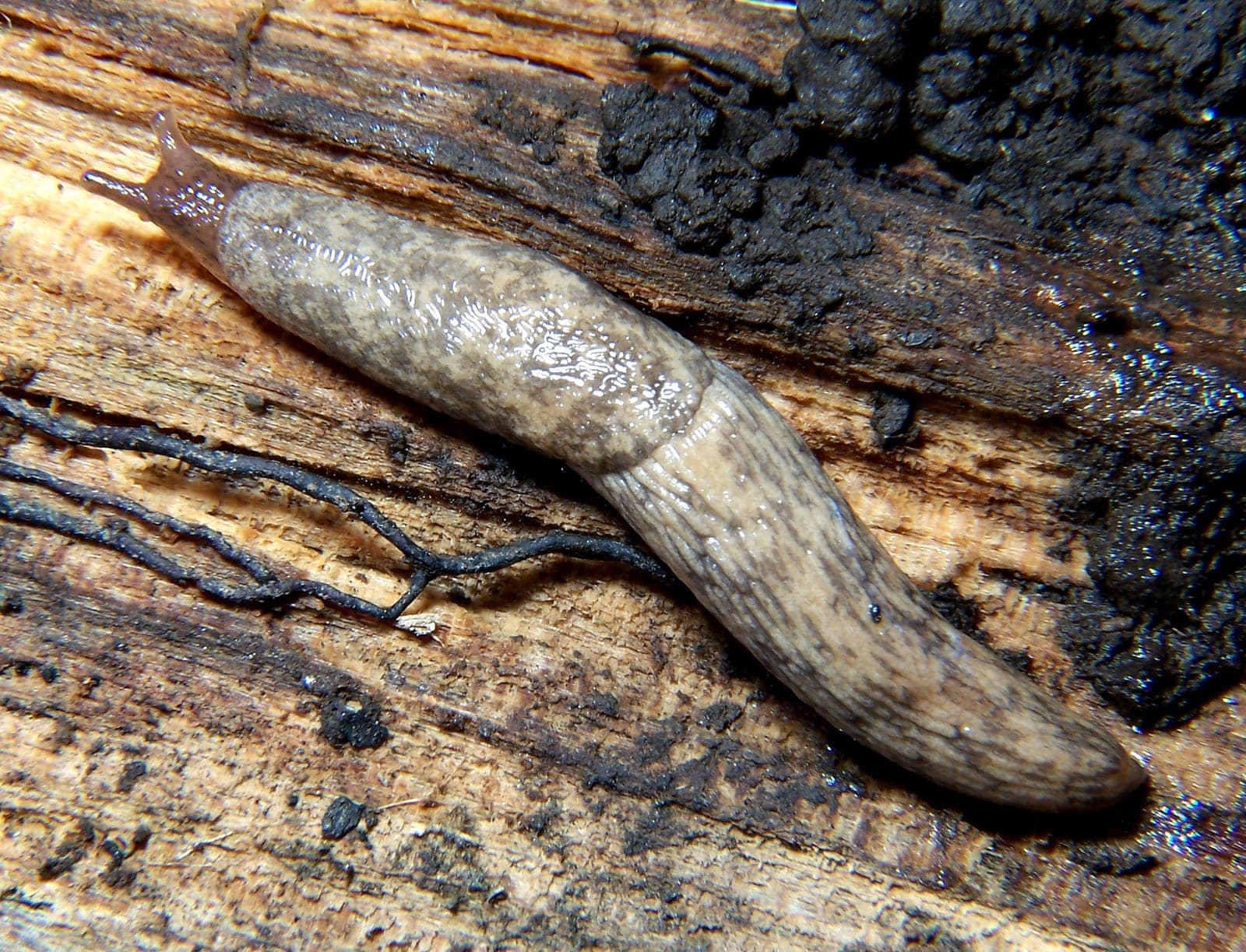 Slug and Snail Damage
