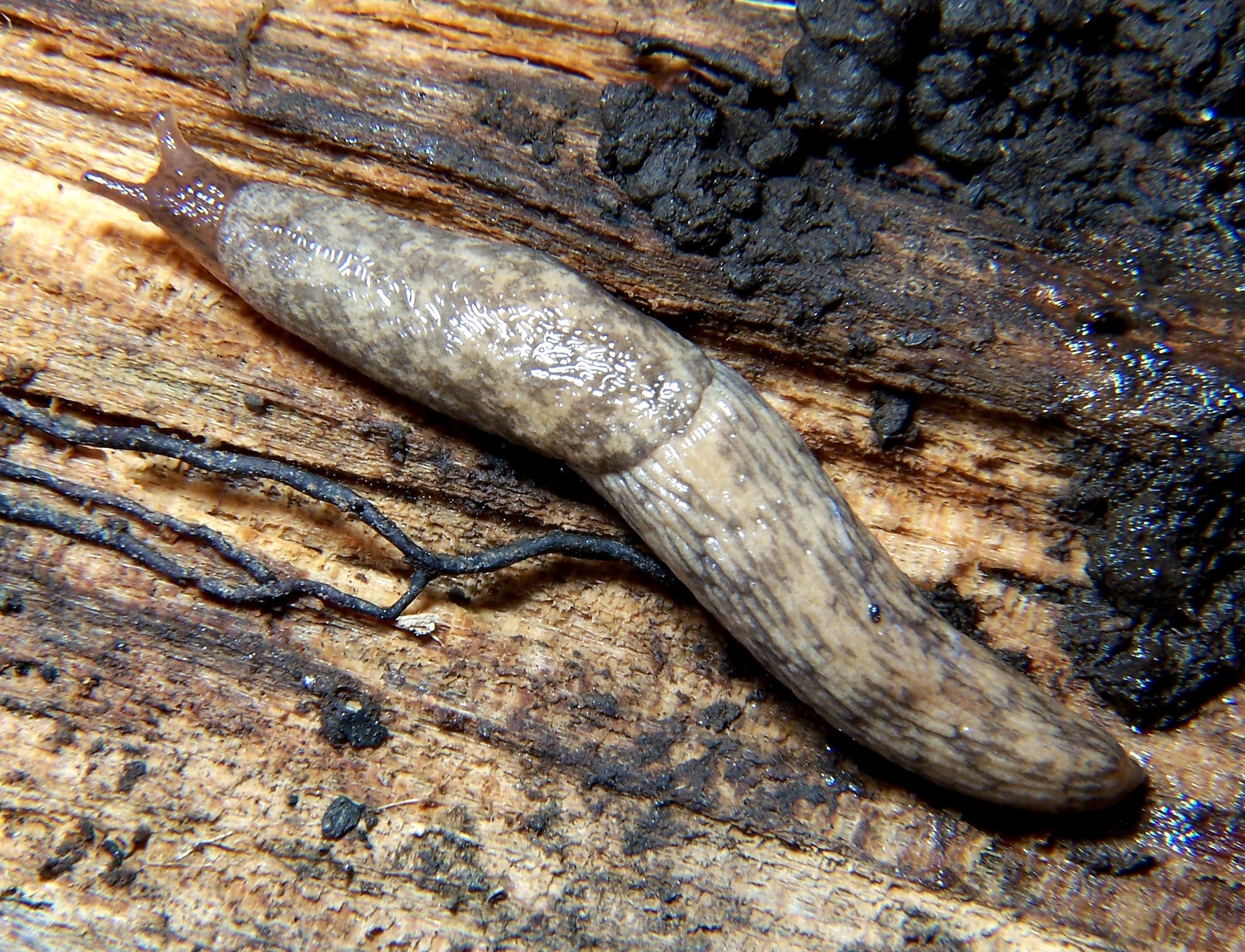 Slug and Snail Damage