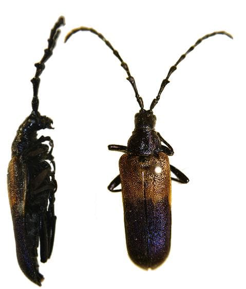 Elderberry Borer