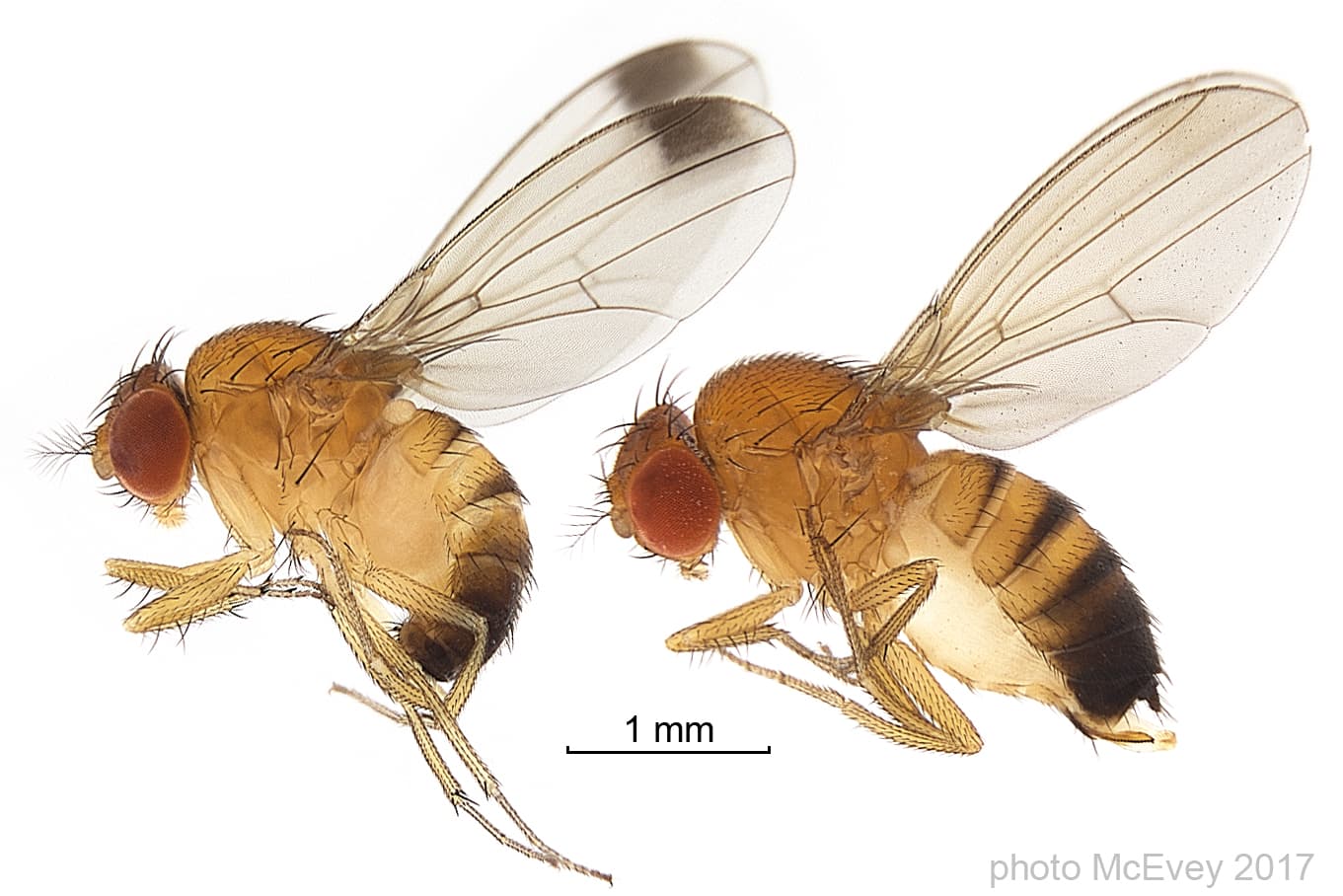 Spotted Wing Drosophila