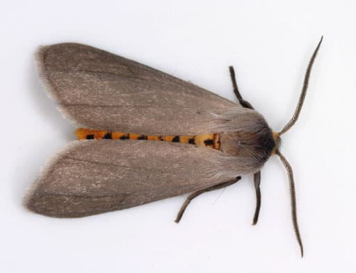 Milkweed Tussock Moth