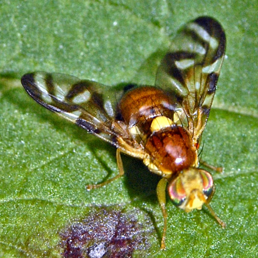 Celery Leaf Miner