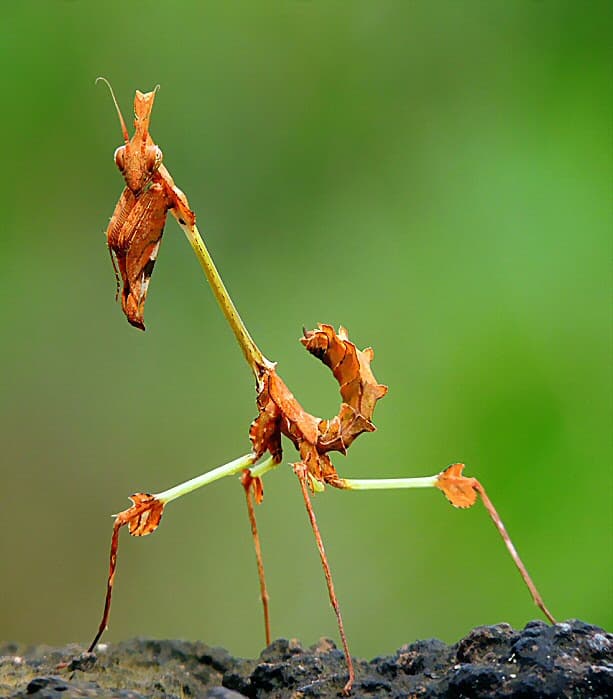 Violin Mantis