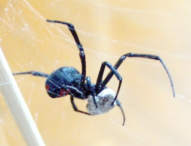 Black Widow