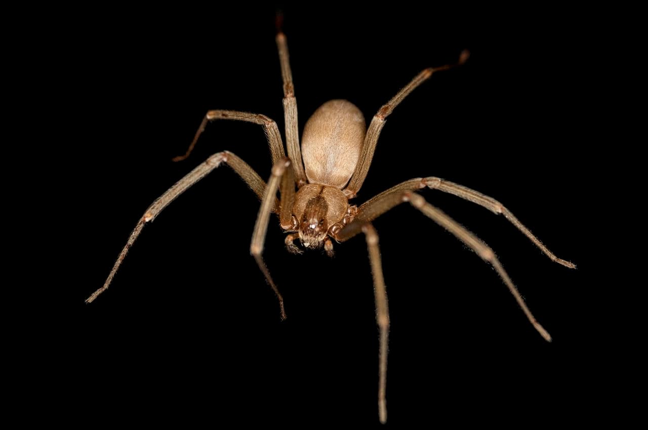 Brown Recluse